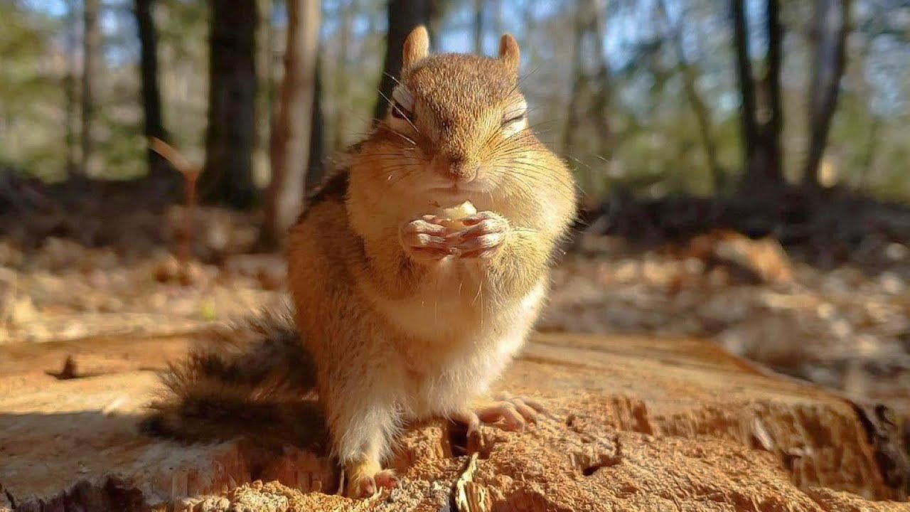 울먹이면서 간식 먹는 다람쥐 달래주기: 꼬꼬마 아가씨편 Comforting Little Lady Chipmunk Who Cries While Eating
