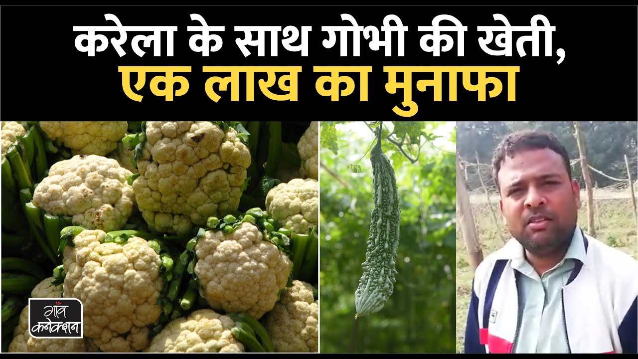 एक साथ कई फसलों की खेती करता है किसान ||  || Intercropping | Multiple Cropping
