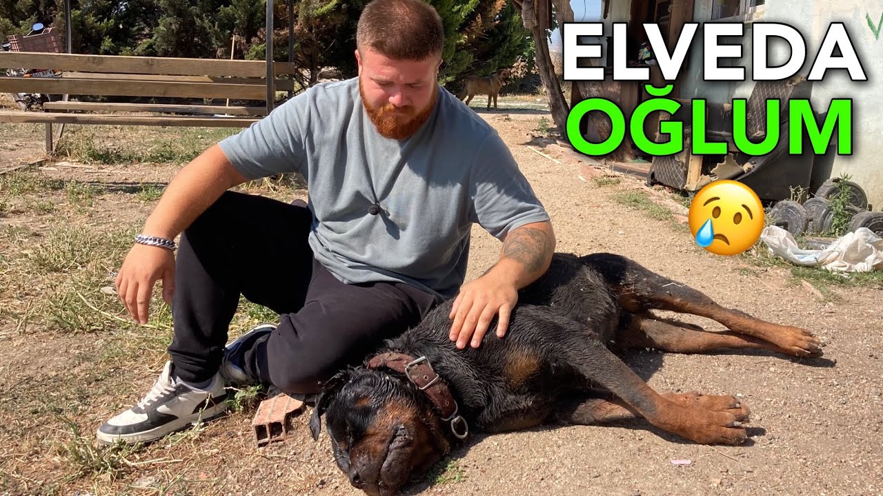 Rottweiler Diablo’yu Kaybettik Çok Üzgünüm 😢