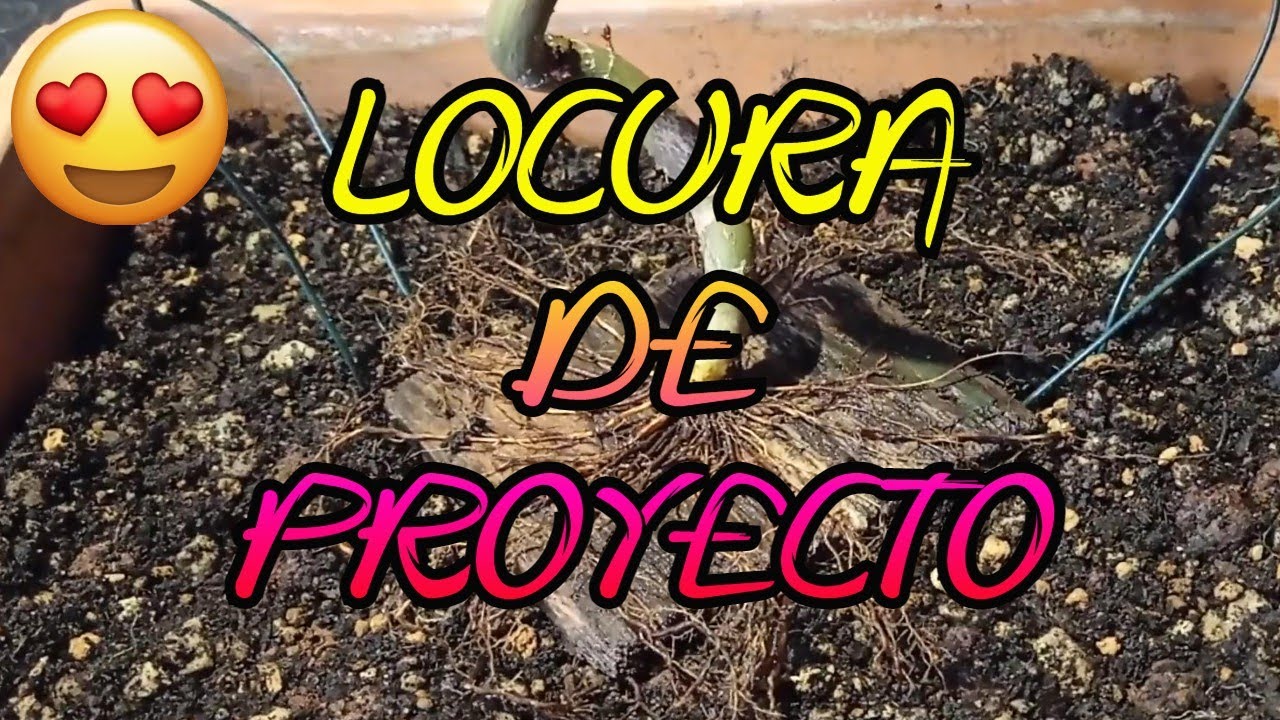 CÓMO HACER UN BUEN NEBARI EN ACER PALMATUM DESDE CERO