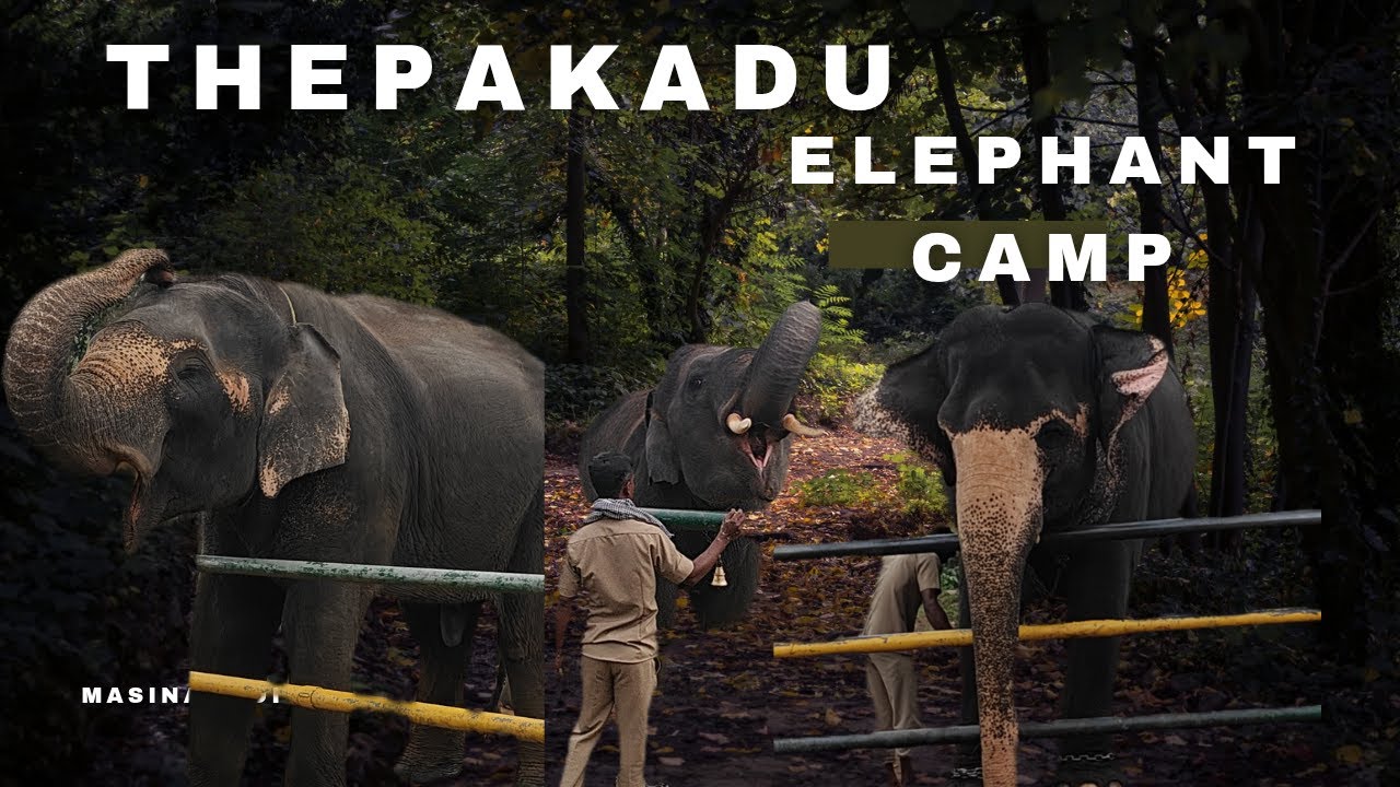Thepakadu elephant camp | masinagudi vlog part 3 | Mudhumalai | divya nishanth vlog