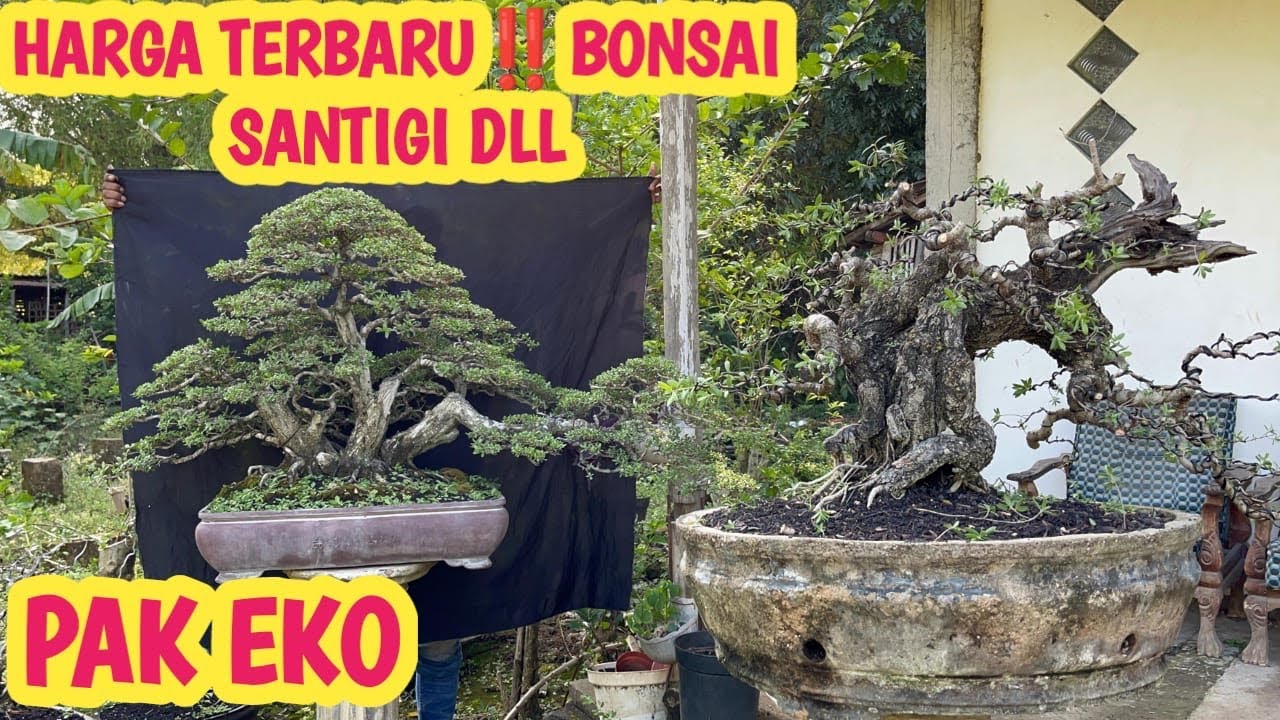HARGA TERBARU‼️BONSAI SANTIGI DLL DI LAHAN PERTAMA📞 0823-3163-8393 @JeckpaeyBonsai91 