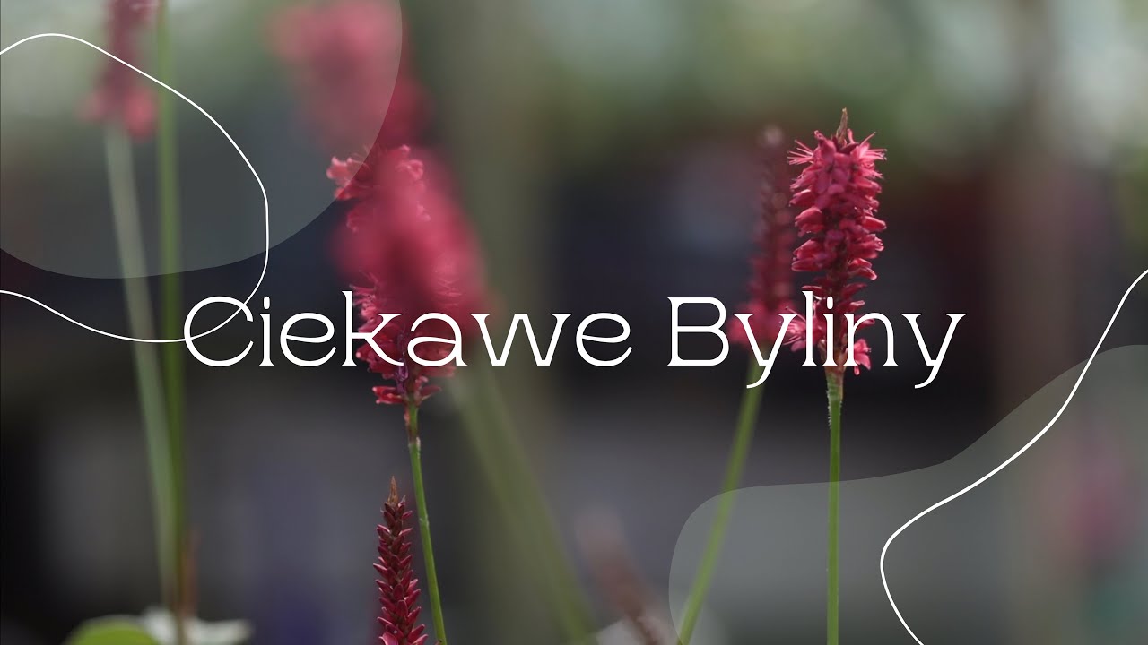 Ciekawe byliny. Rdest i Ż&oacute;łwik w towarzystwie traw