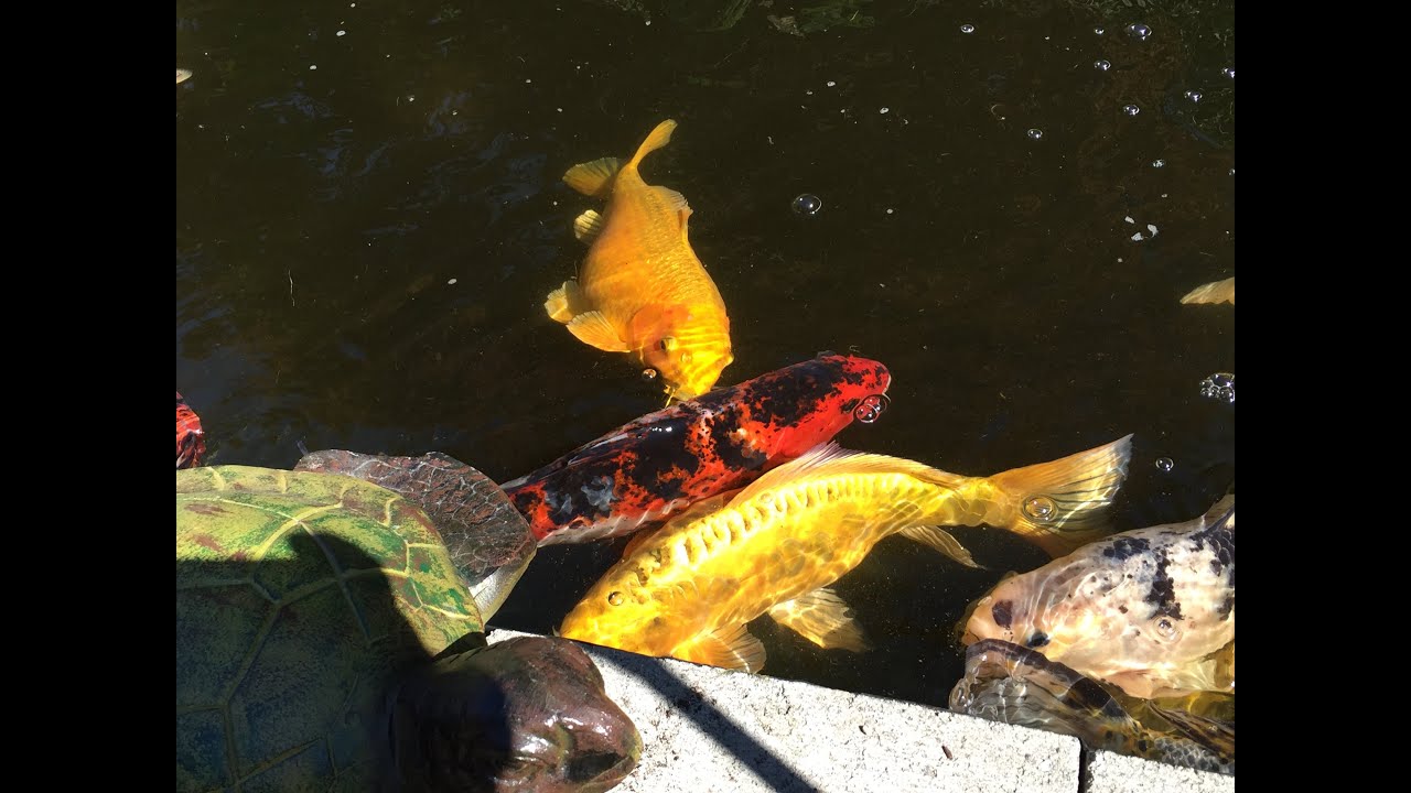 KEEP HERONS FROM EATING KOI AND GOLDFISH IN THE POND TIPS AND TRICKS