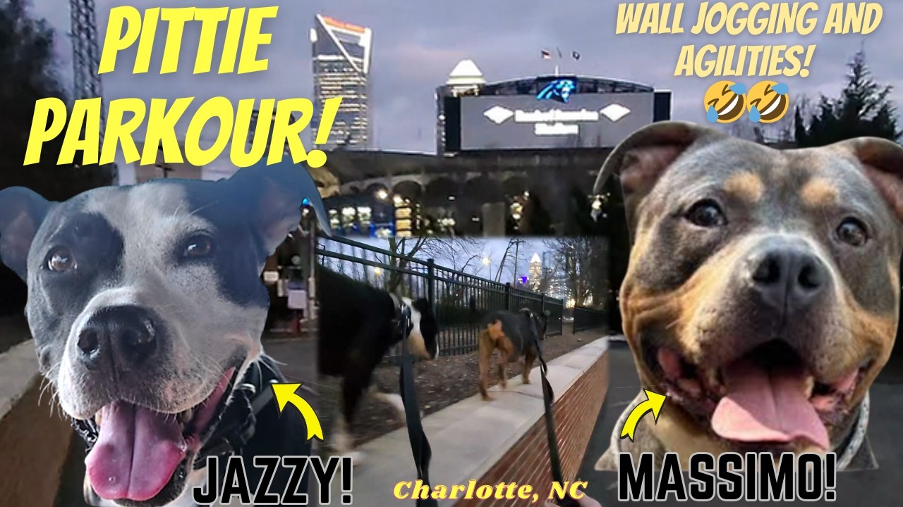 POWERFUL wall jumps, SILLY jogging during our DOG walk
