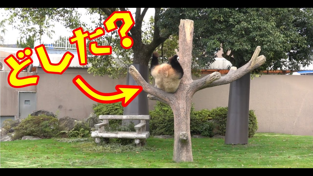パンダ🐼結浜🎀どうしてこうなる？こうなった？【Giant Panda】