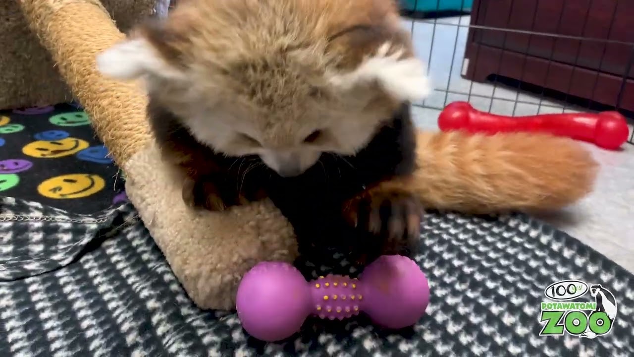 International Red Panda Day 2021