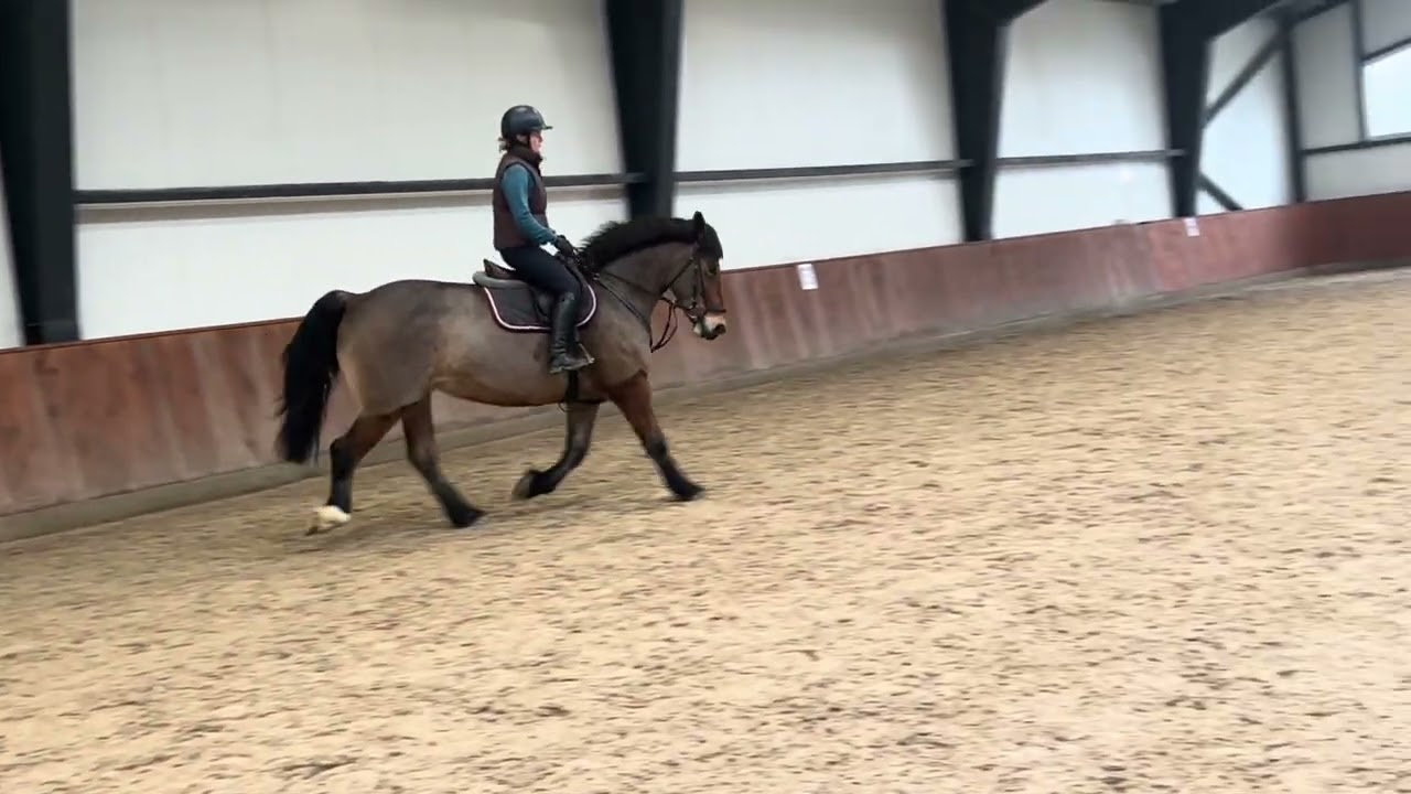 SOLD Tarzanija 9yo mare for hobby