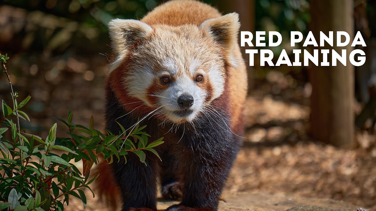 Red Panda Training