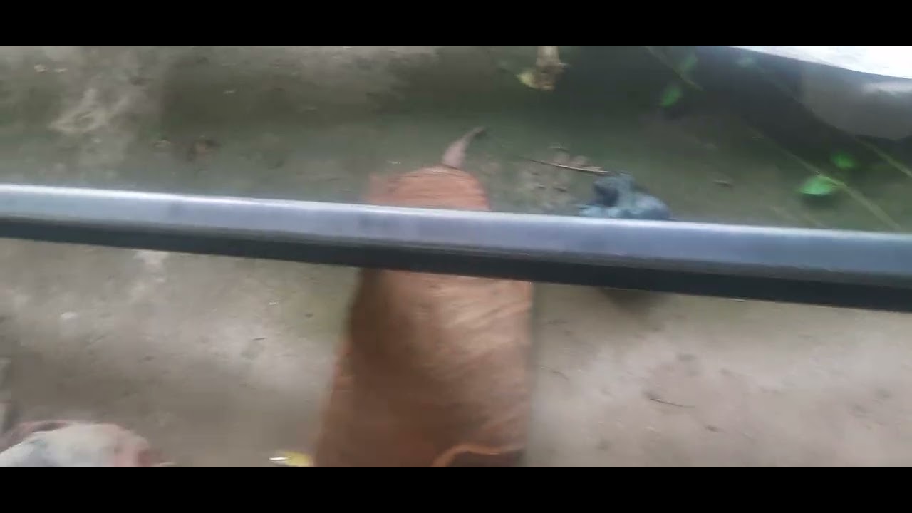 Bahan rangka truk mini sudang datang