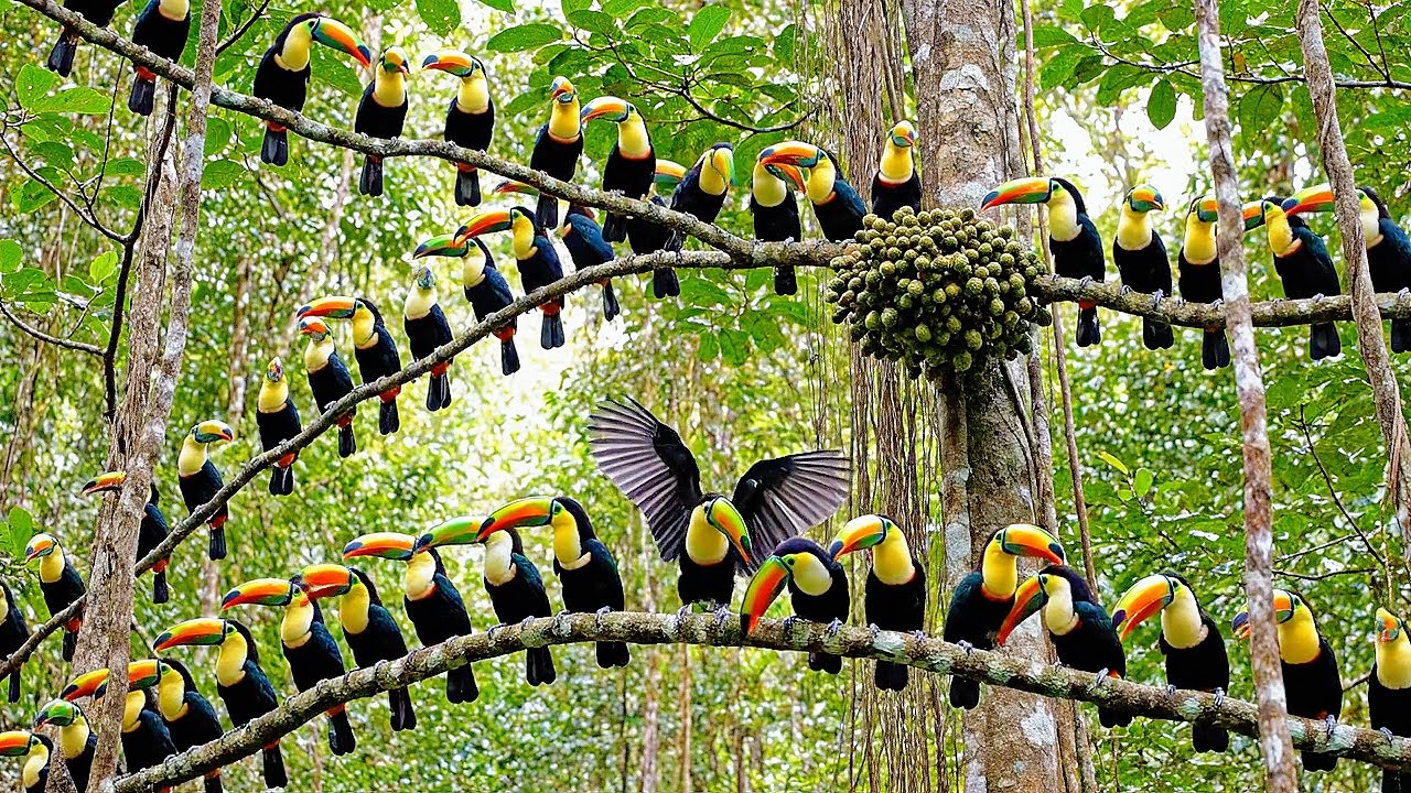 A Relaxing Walk in the Amazon Forest Harpy Eagle, Macaw Parrot and Toucan Bird