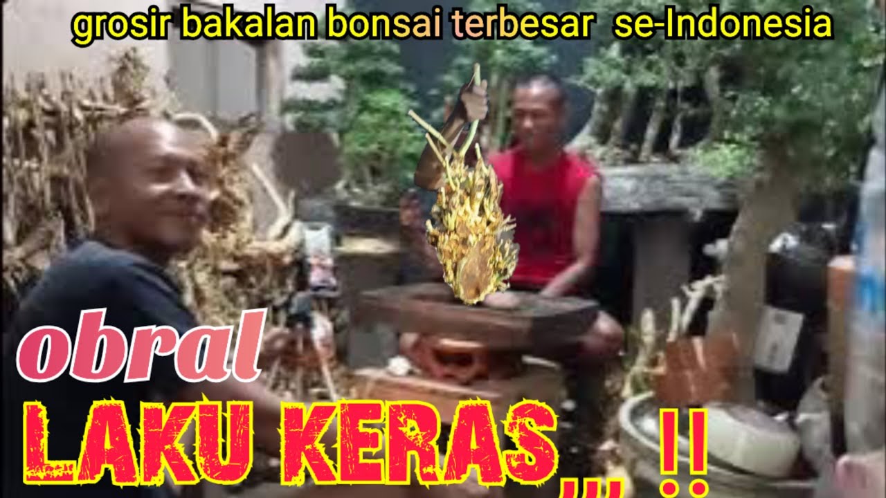 Grosir bakalan bonsai serut, ileng ileng, loa, anting putri, dll terbesar se-Indonesia 