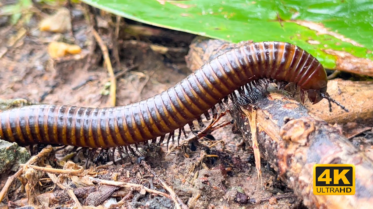 Incredible Giant Millipede in 4K | Amazing Close-Up in Nature