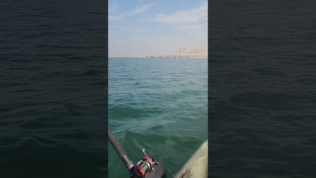 Please help to identify the whale species spotted from my kayak at Jebel Ali Port, Dubai?