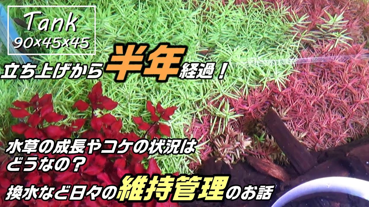 【アクアリウム】立ち上げから半年、日々の管理や水草の様子、コケの状況はどうなってる？#aquarium #水草水槽 #ネイチャーアクアリウム #エーハイム #熱帯魚 #ada