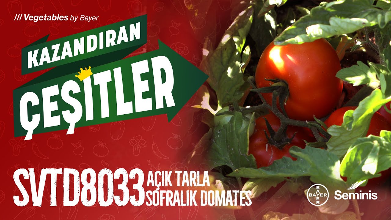 Kazandıran Çeşitler: SVTD8033 Açık Tarla Sofralık Domates