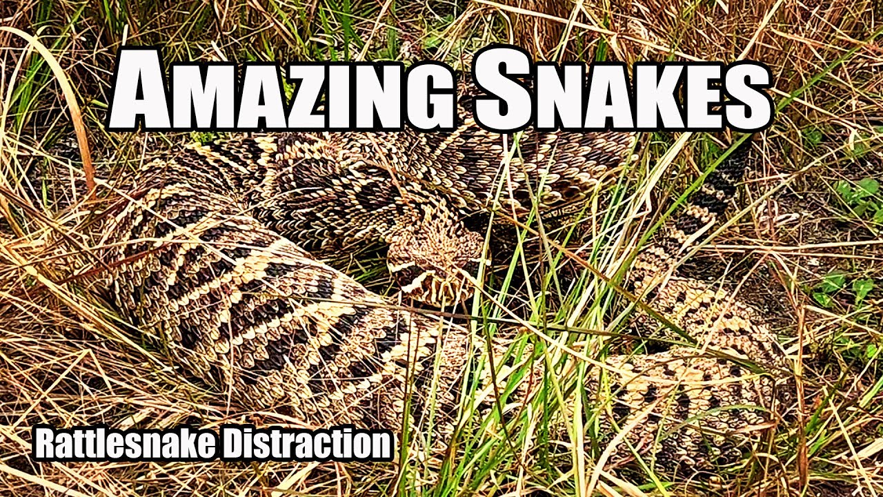Amazing Snakes: Rattlesnake Distraction