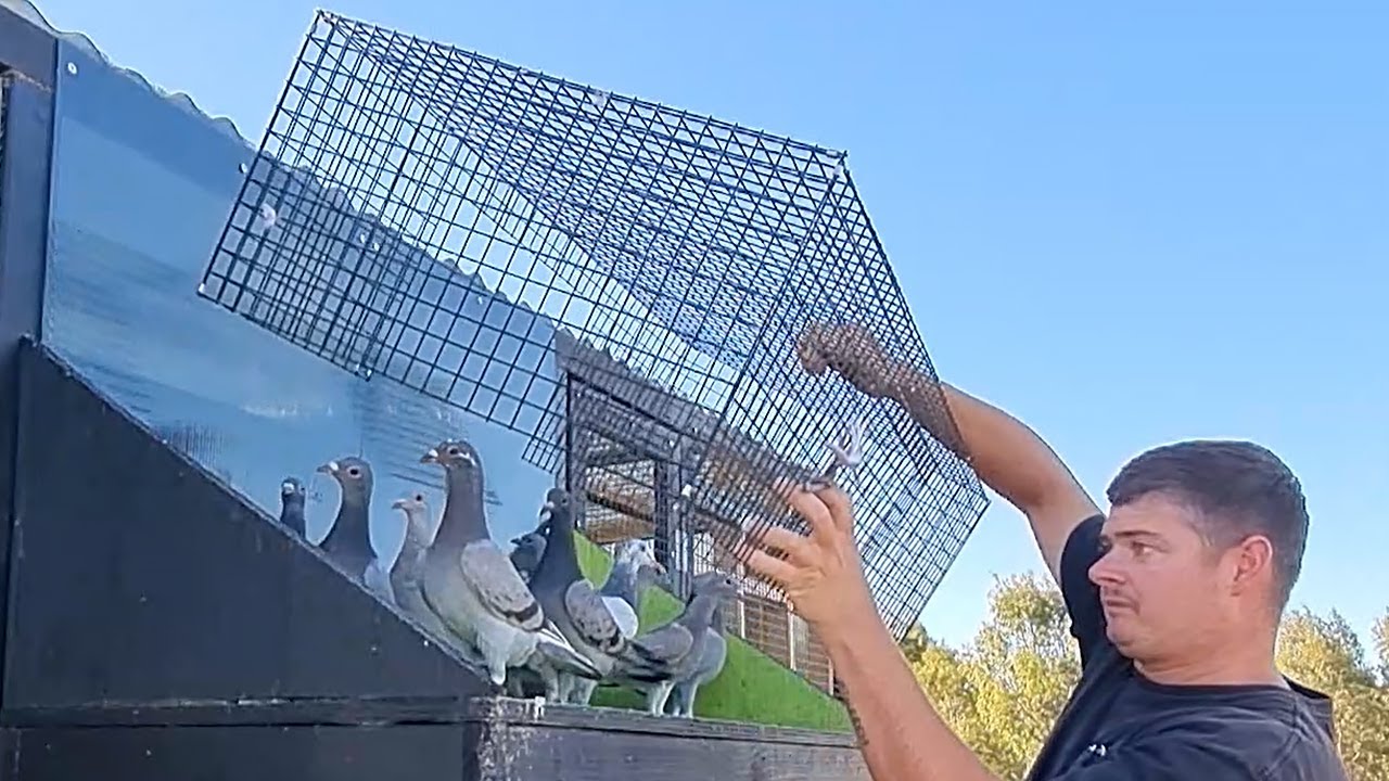 First Time Flying These Pigeons