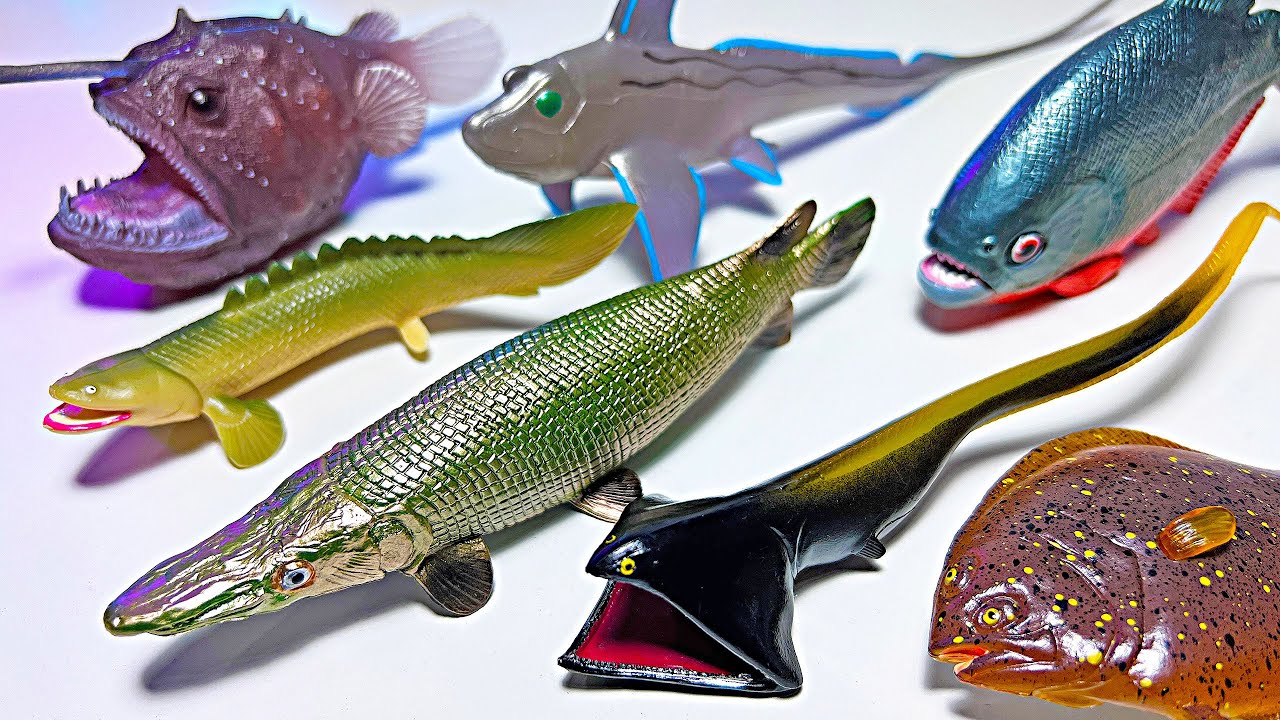Weirdest Sea Animals! Alligator Gar, Gulper Eel, Angler Fish, Rat Fish, Flat Fish, Nile Birchir