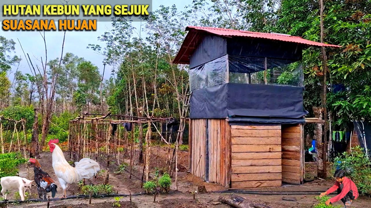 Hujan deras merawat kebun, Pasang kolam kecil u/pengairan, tambah ternak ayam, hidup di hutan CR-104