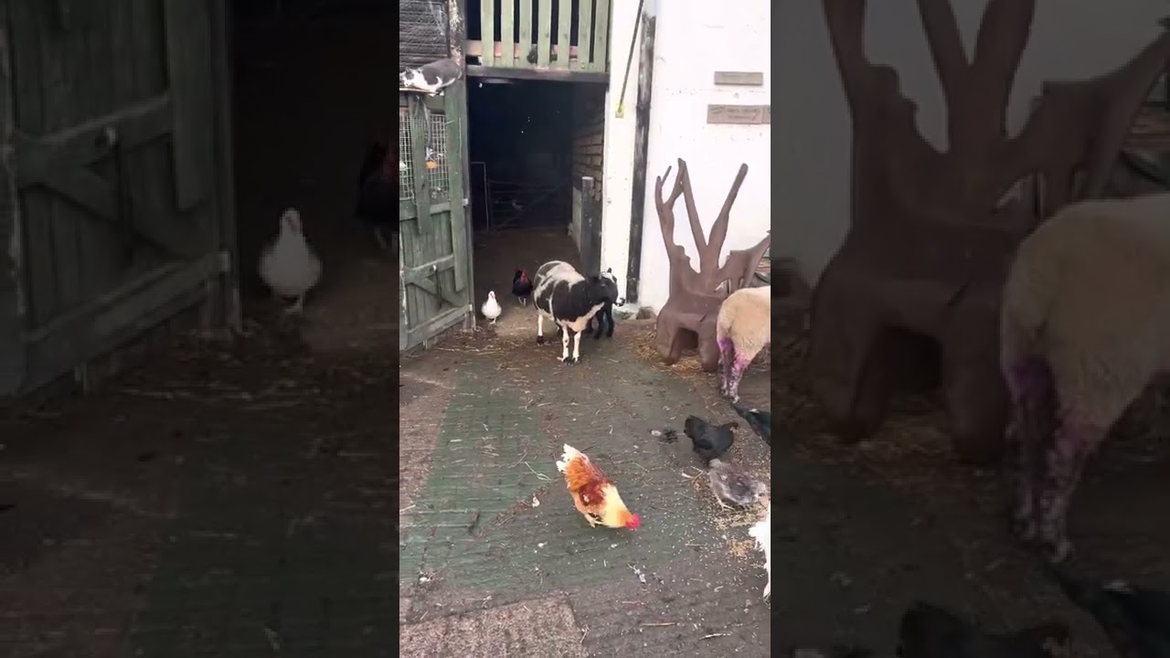 Greetings and good morning it&rsquo;s the Monday rush hour #rushhour #farmrushhour #mondaythoughts