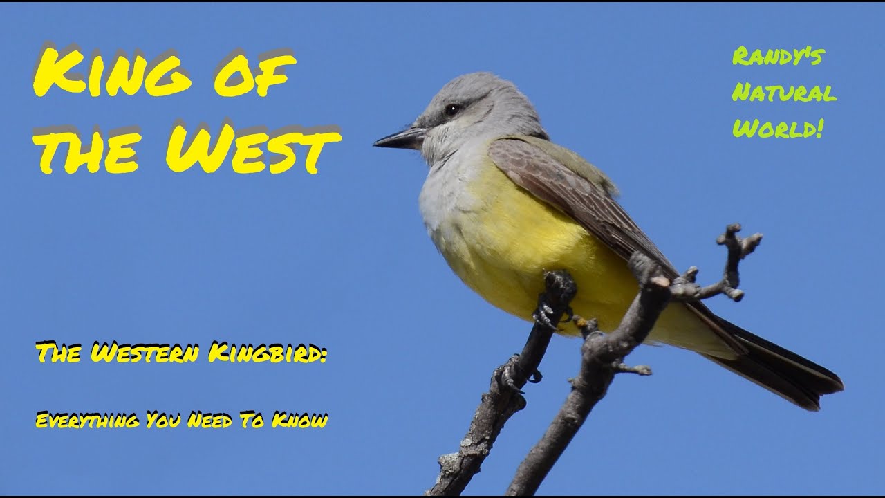 The Western Kingbird: Everything You Need to Know