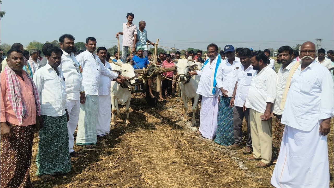 కొణ్ణిదేల ఒంగోలు జాతి ఎద్దుల రన్నింగ్ పోటీలు మొదటి జత 
