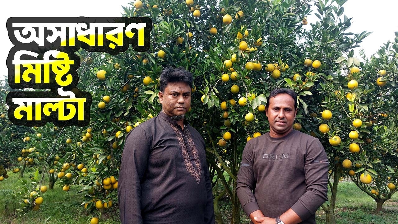 অসাধারণ মিষ্টি মাল্টা। বিদেশি মাল্টা কেন খাবেন? কৃষি ভাই।