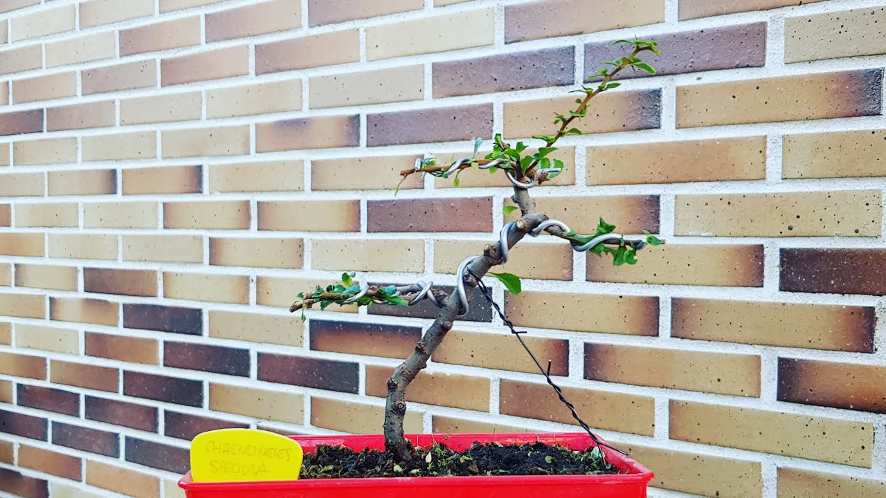 Chaenomeles Speciosa - Poda y alambrado de formación (16/06/2019)