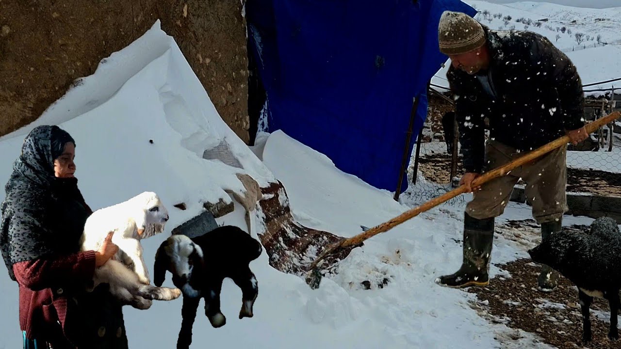 Nomadic life in the storm❄️| Giving birth to sheep and feeding them in the harsh Zagros winter 🐑