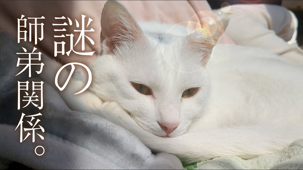 手のひらの上で踊らされる猫。