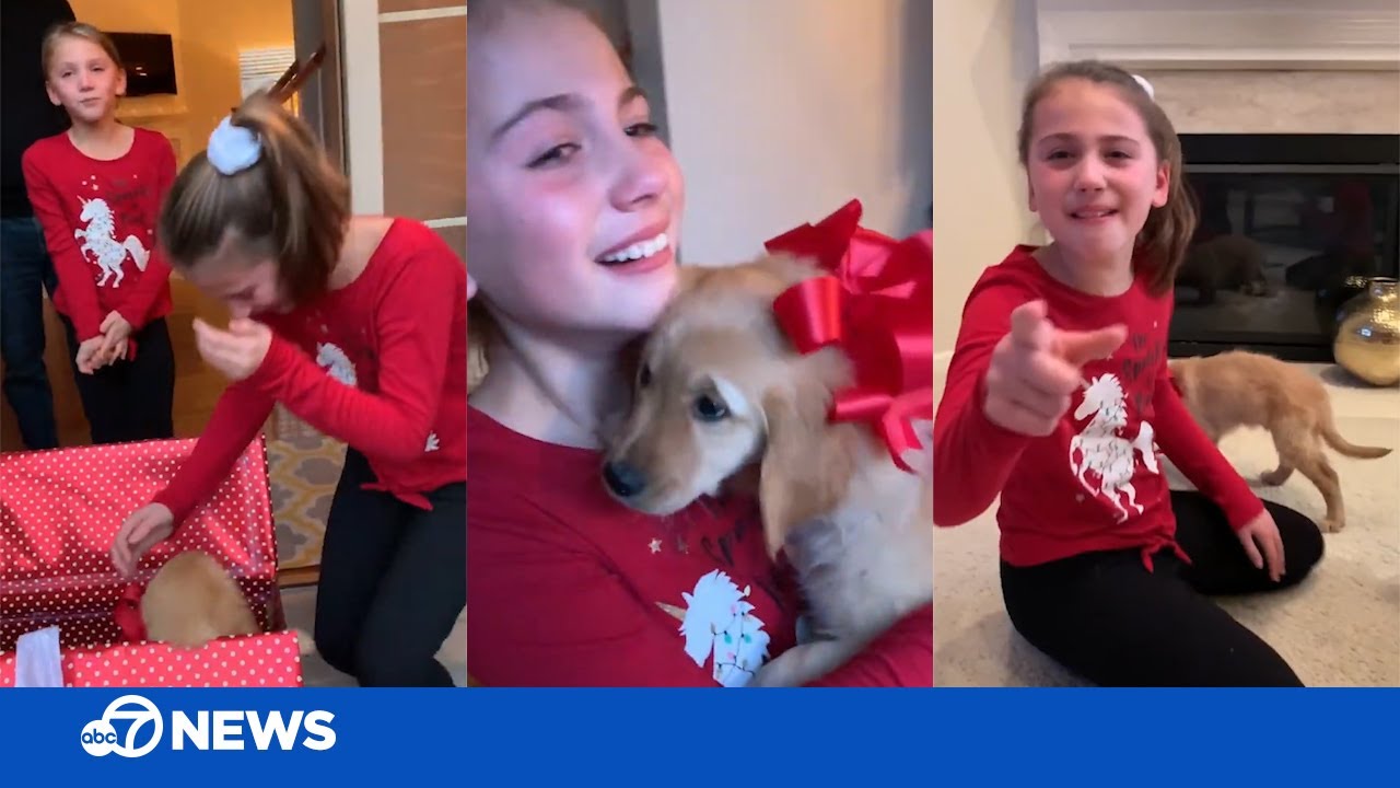 Christmas puppy surprise! Girls cry tears of joy when their wish comes true