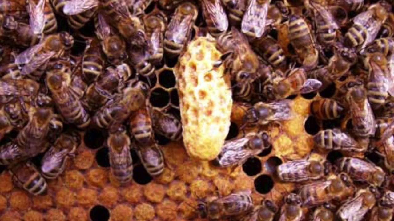 Queen rearing in Nepal
