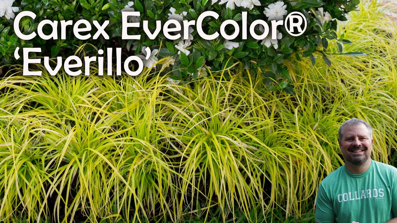 Carex EverColor® ‘Everillo’