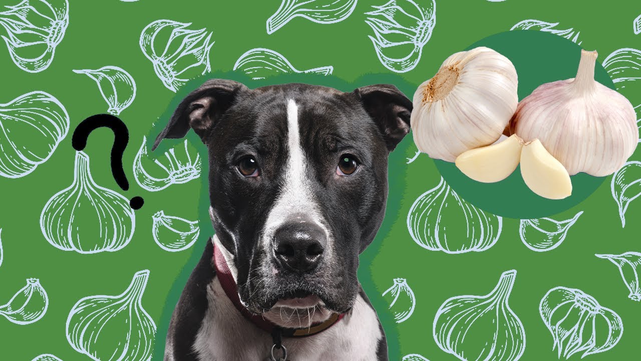 Comece a dar alho hoje pro seu cachorro, SAIBA COMO | Dr Edgard Gomes Alimentação natural para Cães