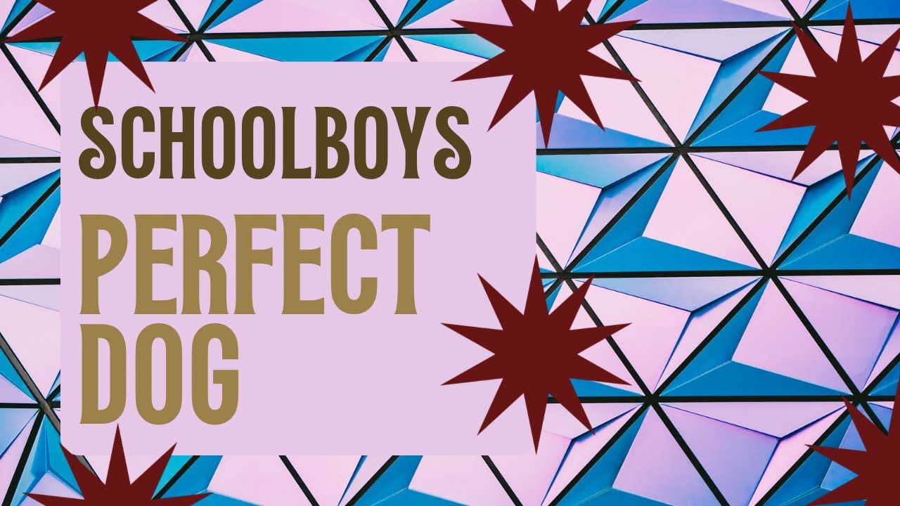 Schoolboy's Perfect Dog