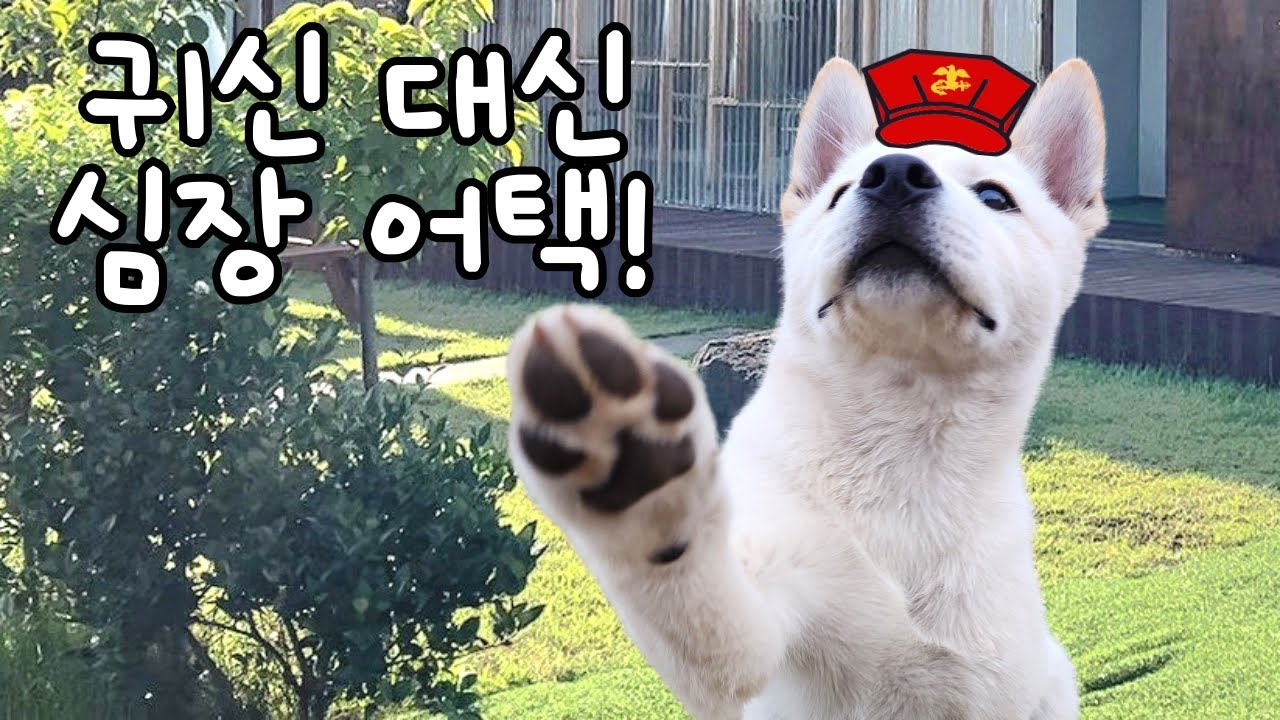 귀신 잡는 해병대 아들이 된 사백이