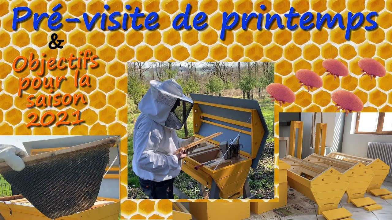 Pré-visite de printemps en ruche kényane (TBH) et objectifs 2021