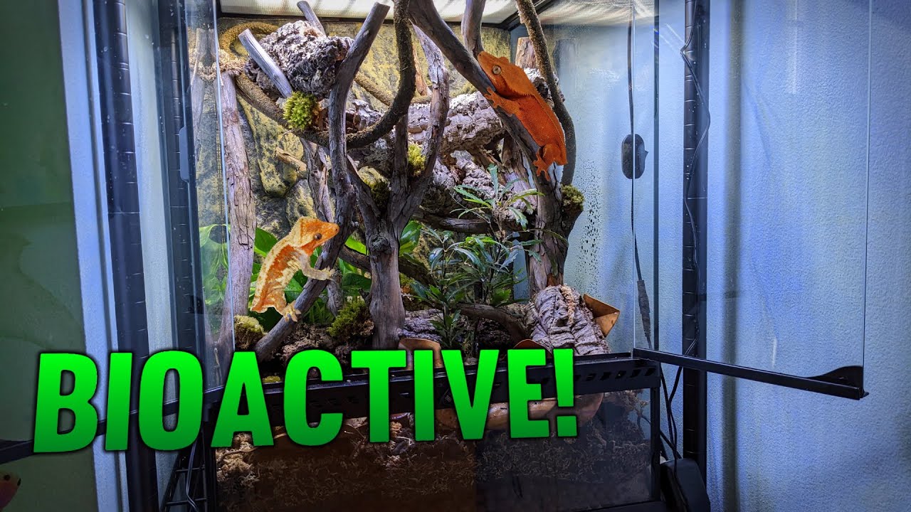 Building My First Bioactive Gecko Terrarium!
