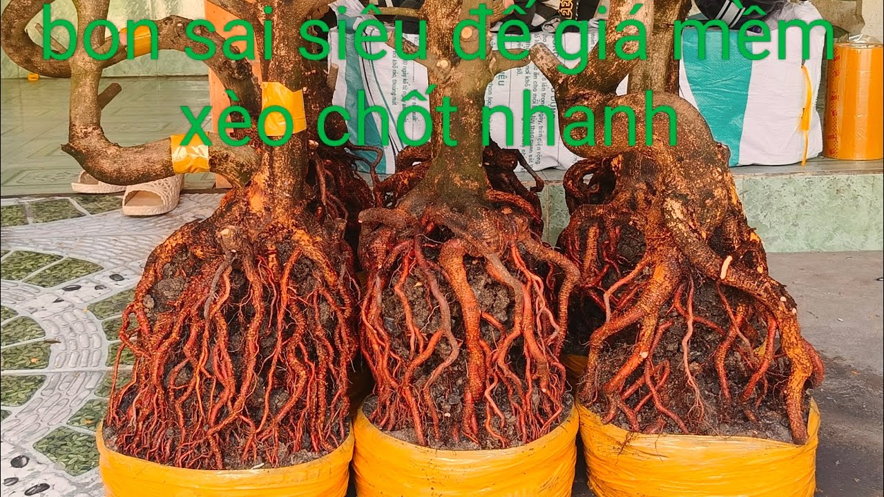 Ngày 23/2 bon sai siêu đế giá mềm xèo chốt nhanh 0332793171 hoàng tuấn
