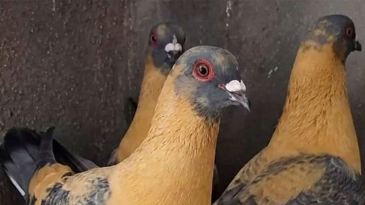 Amroha kabutar market #pigeon #kabutarmkpets #youtubeshorts 