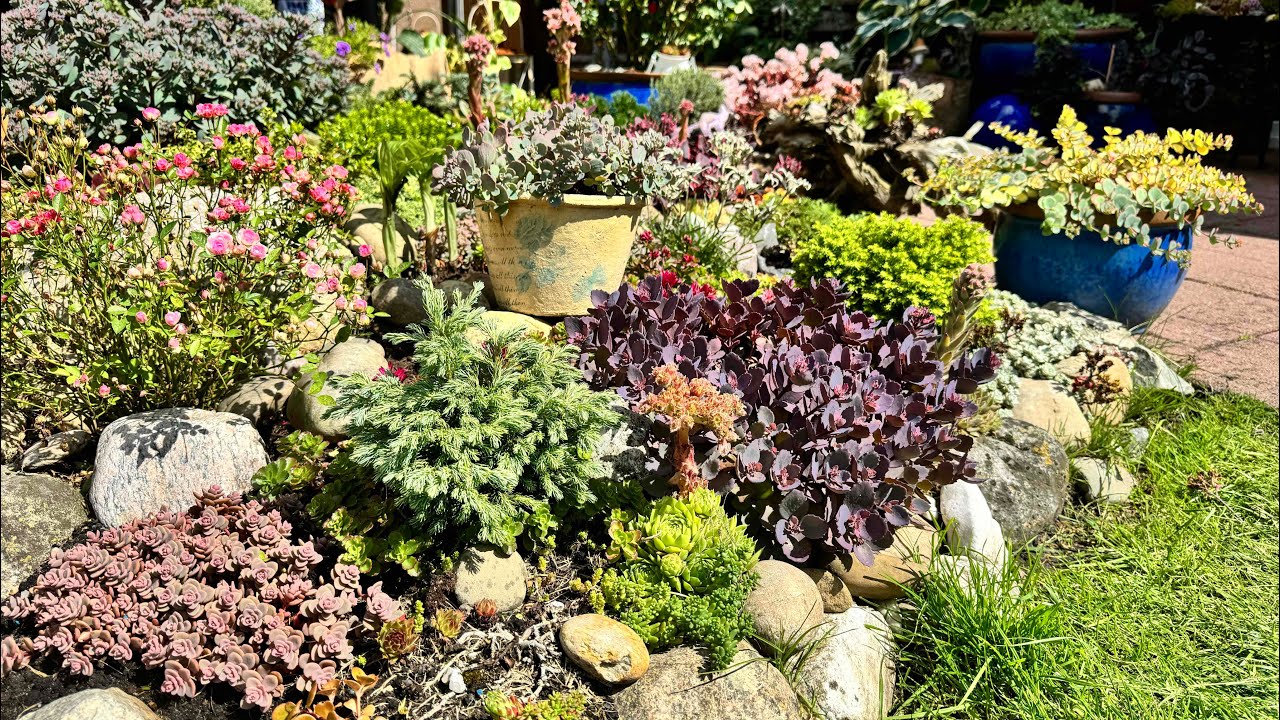 Очитки/ седумы - растения, устойчивые к жаре и засухе 🌟Седумы в моём саду🌟Fetthenne in meinem Garten