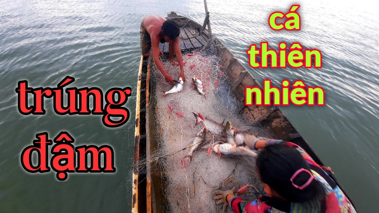 Bầy Cá Khủng Sa Lưới | Bắt Cá Sông Tiền #66TV #bắtcásôngtiền #mekongriverfish