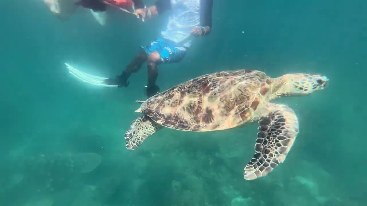 Snorkel Semporna Mataking szigeten