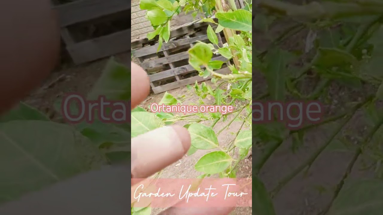 Цветущие апельсиновые деревья Ortanique: восторг #садоводство #садоводствоназаднемдворе #фрукты #...
