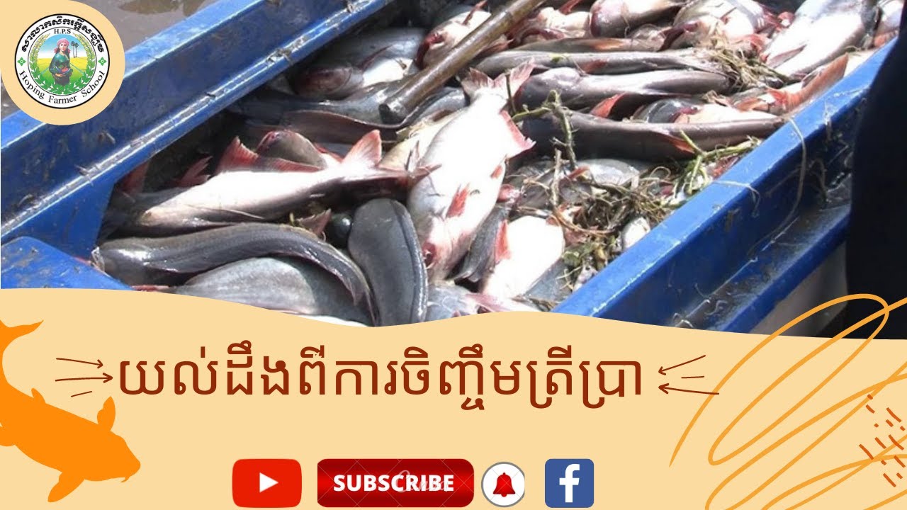 ការចិញ្ចឹមត្រីប្រា