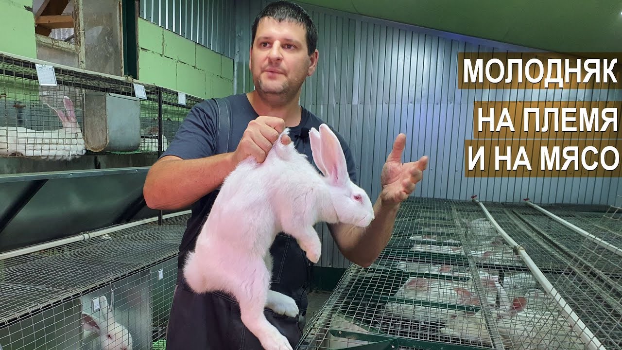 Молодняк кроликов на племя и на мясо. Кроликоферма Александра Воронкова.