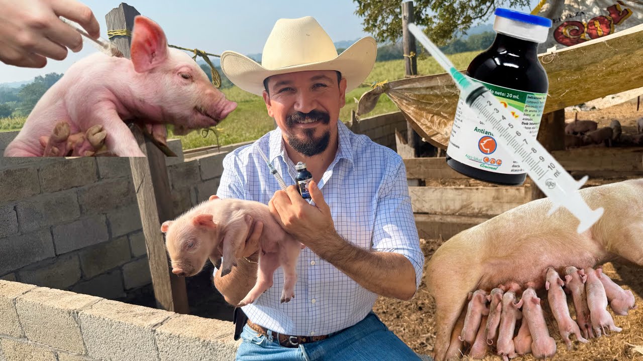 VITAMINANDO A MIS PUERQUITOS 💉💊🐷/ SEMANA 1 #trending #viral #porcicultura #puerco #rancho 