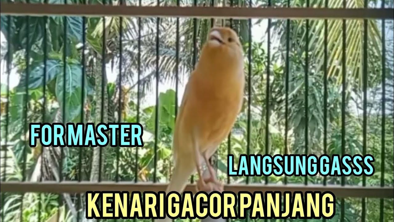 KENARI GACOR PANJANG FULL UNTUK MASTERAN