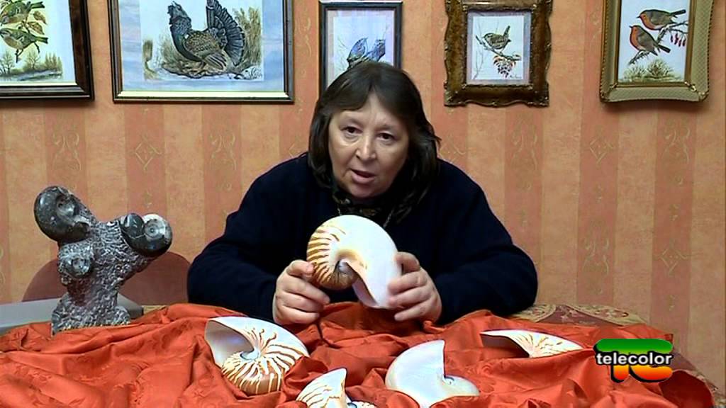 Angolo della ricerca: il nautilus - 15.11. 2014